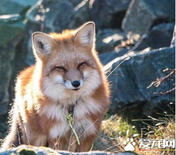 小狐貍差點成為皮毛大衣 幸好有好心人收養