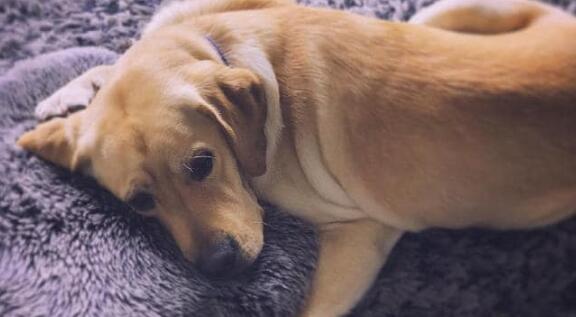 你有聽過導盲犬嗎？ 它們在成為導盲犬之前是怎樣的生活的