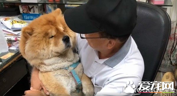 九歲松獅犬因病得福 深得阿公寵愛