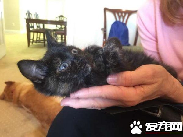 太會挑貓奴了! 小浪貓迷路闖進州長官邸被收編