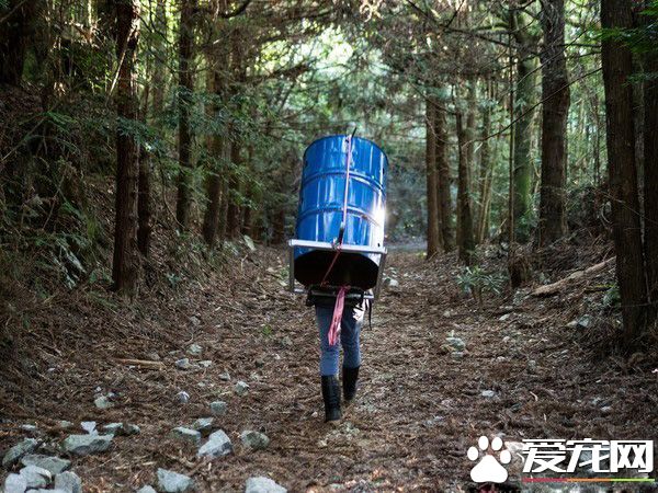 母熊牙疼無法吞食 兩次求救幸被研究人員發現！