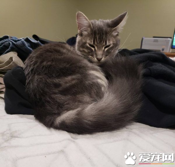 警官解救被當誘誀的小貓 卻意外鐘情成另類警貓