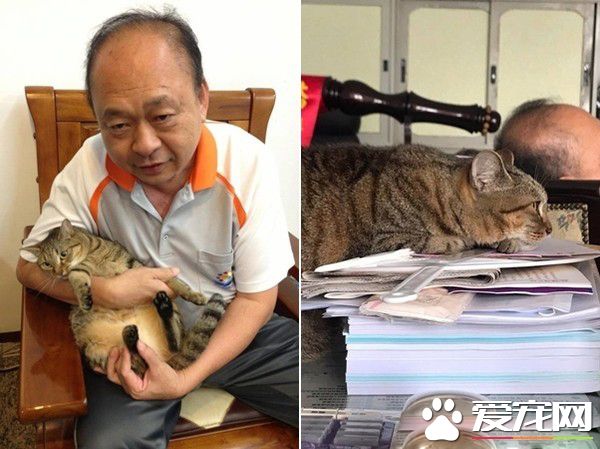 超過3秒不能吃啦 貓奴撿回飼料卻招來貓拳伺候