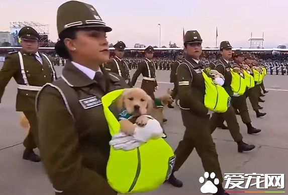 史上最可愛閱兵典禮 未來的軍警犬來見世面啦