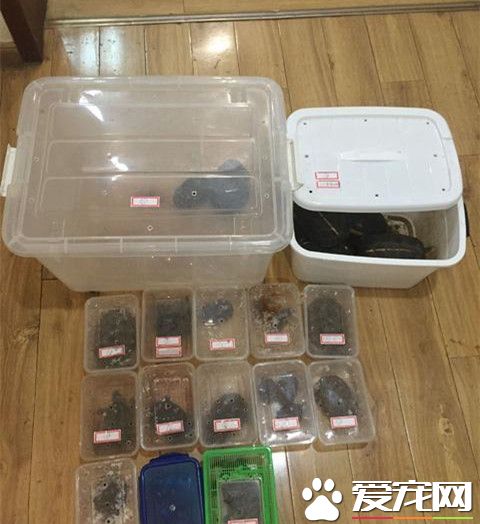 網購寵物蛇 收到的卻是國家保護動物球蟒
