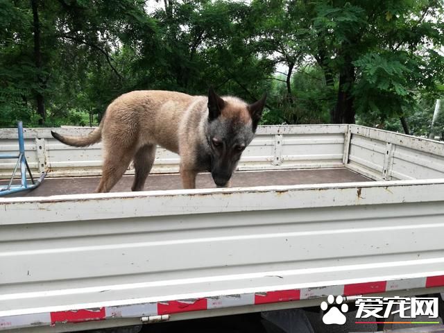 德州寵物大集場走一圈，誰能告訴最后圖片中狗是什么品種？