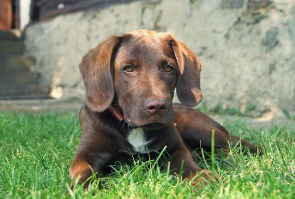 狗狗只打狂犬疫苗可以嗎