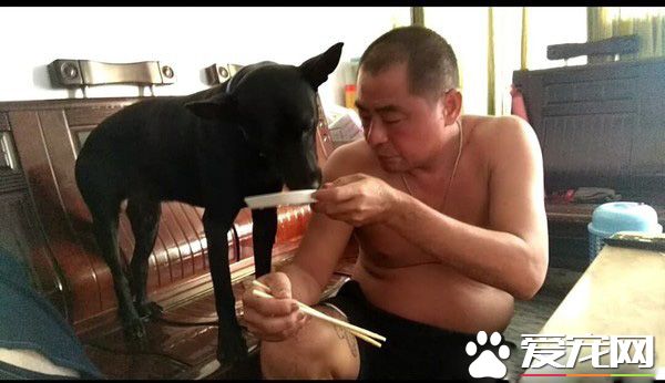 顧家狗狗咬根棍子放腳邊 搭配超殺眼神超專業！