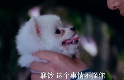 白狐變身薩摩耶 導演我們讀書少