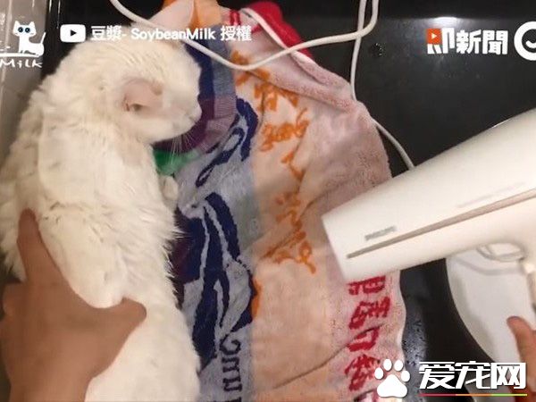 貓界女神豆漿不小心讓身體沾上屎味 被奴才抓洗澡