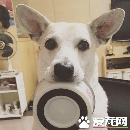 教你運用活體皮草 平價飾品一秒變高級!