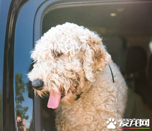 慘遇車禍！痛失母親的莎曼珊輾轉找回愛犬