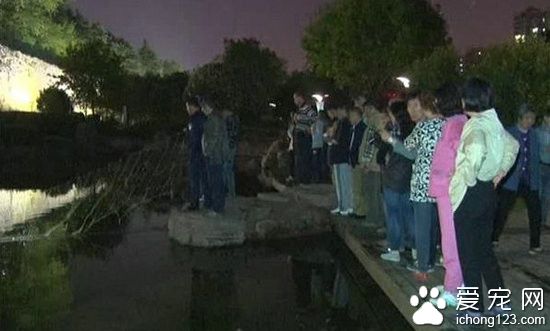 韓國游客帶寵物鱷魚游公園 不慎游入公園池塘
