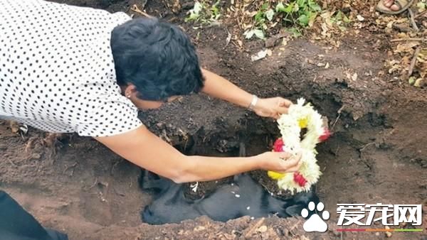 狠心教訓8只幼犬 流浪母狗每天蹲墓前哭泣