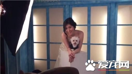 留下最美回憶 空姐與狗狗甜蜜拍攝寵物婚紗