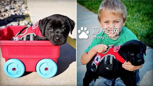 身負重任的服務犬，黑拉拉多次救男孩！