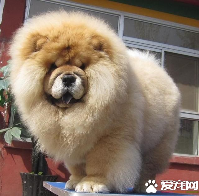 中國本土寵物狗