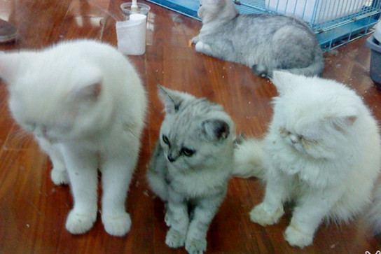 寵物店內飼養珍稀動物球蟒 店老板被判刑