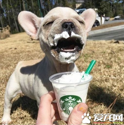 美星巴克推狗狗星冰樂 萌犬喝完超滿足