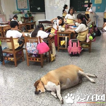 小學校犬被不斷喂食胖成豬 校導請勿喂食幫忙減肥