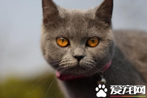 寵物貓之英國短毛貓