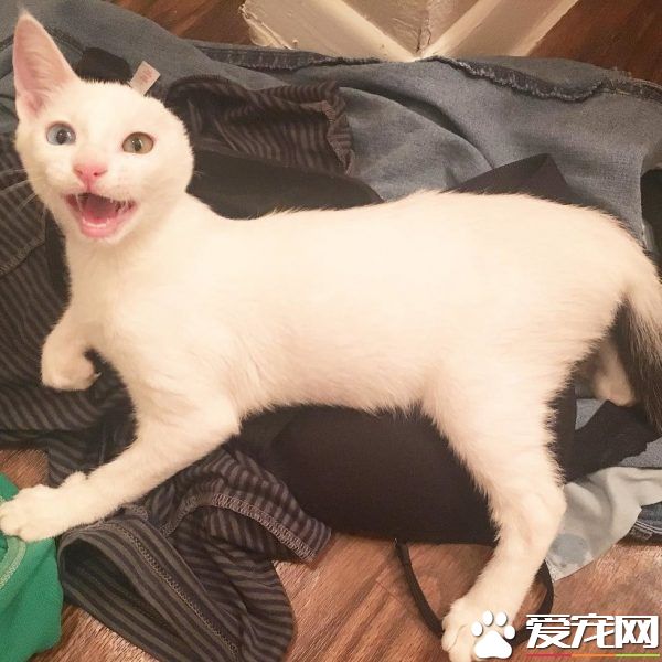 患病小貓耳朵被線絞斷 好心貓奴的照顧下蛻變成美貓