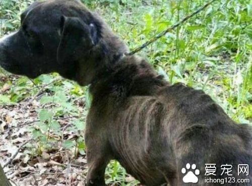 男子在洞穴發現寵物狗 遭遺棄差點被餓死