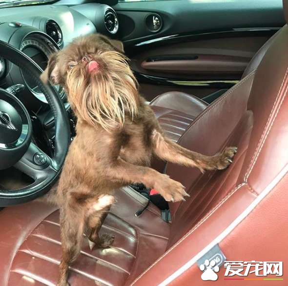 被稱為老公公狗的堅果 長胡子卻成為它受歡迎的標志