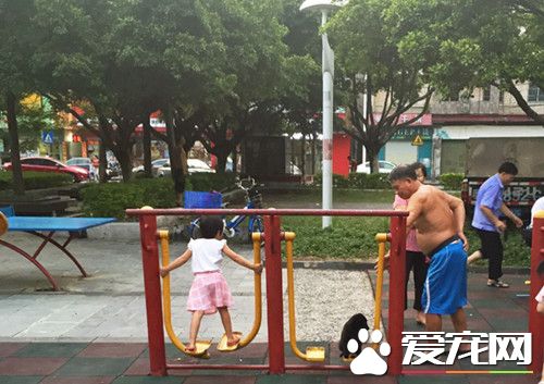 <a href=/ target=_blank class=infotextkey>寵物</a>狗愛上漫步機蕩秋千 不肯下來