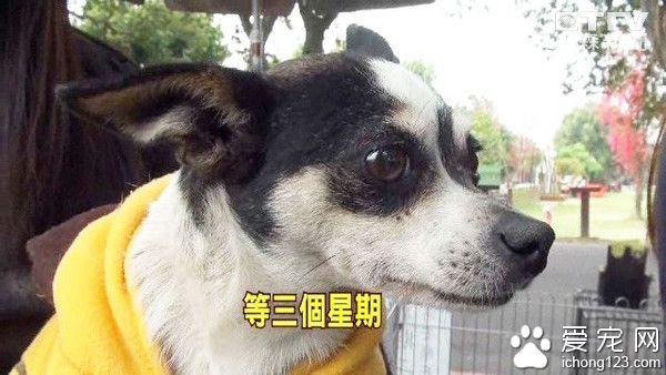 吉娃娃苦等主人3天 12夜安樂死倒數前終獲救