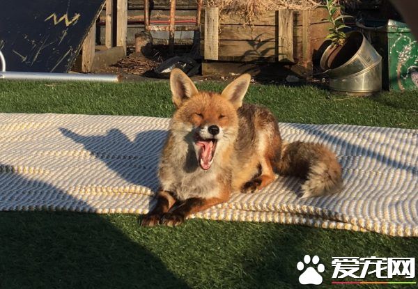 不請自來的天兵狐貍 擅自加入曬太陽行列
