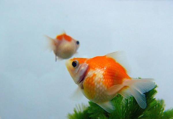 金魚公母區別