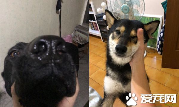 捧狗臉拍美景美照 可惜理想跟現實只有一線之差