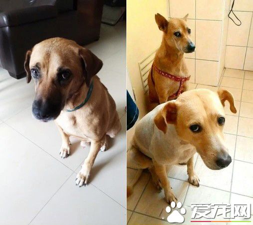 這爸爸是不是有2個人格? 爸爸對狗和女兒的差別對話