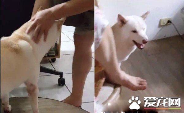 本汪才不是你養的！踩到地雷汪汪可是翻臉不認人的