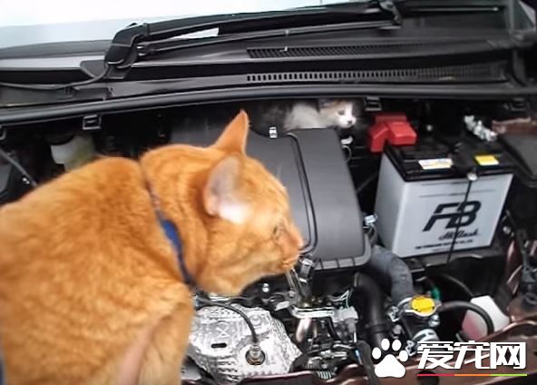 小貓誤入汽車引擎取暖 幸得橘貓呼喚有驚無險