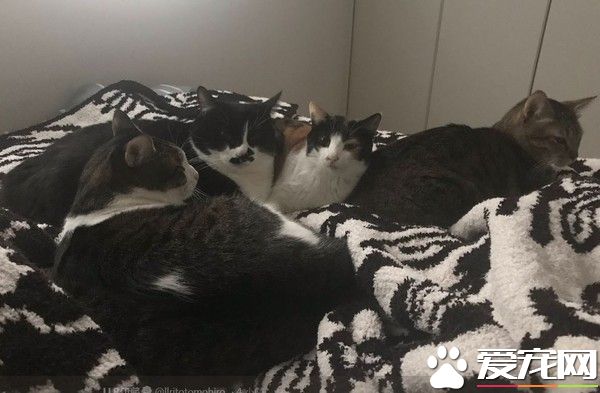 喵星人詭異聲音像流氓大叔 好恐怖嚇壞爸爸