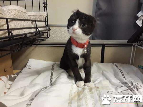 貓咪耳朵尾巴被割掉 在志工幫助下找到超適合的貓奴