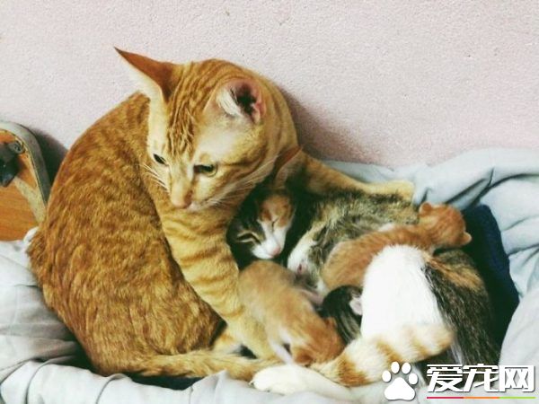 模范貓爸全程陪產還幫忙帶小孩 超暖心