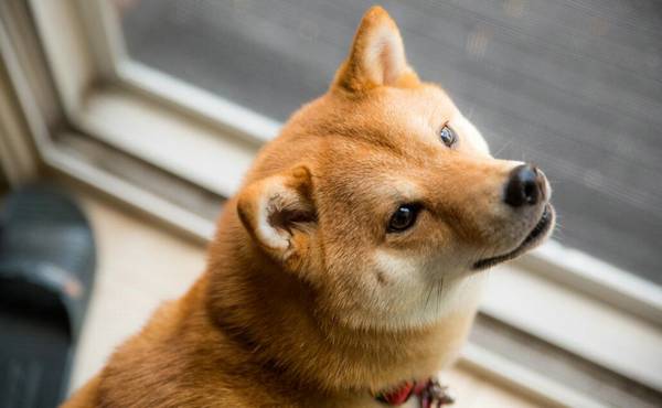 養柴犬是種怎樣的體驗