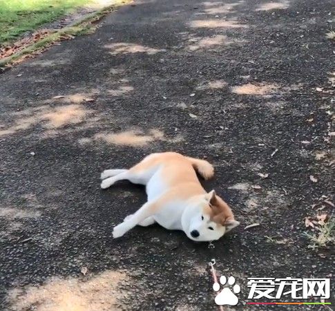 毛小孩也會耍賴！日本ins用戶po出愛犬柴柴照片網友熱議