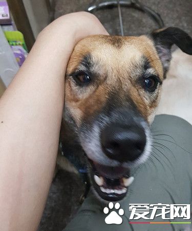 斷腿米克斯不僅成釣具店鎮店之寶 還會幫忙打工