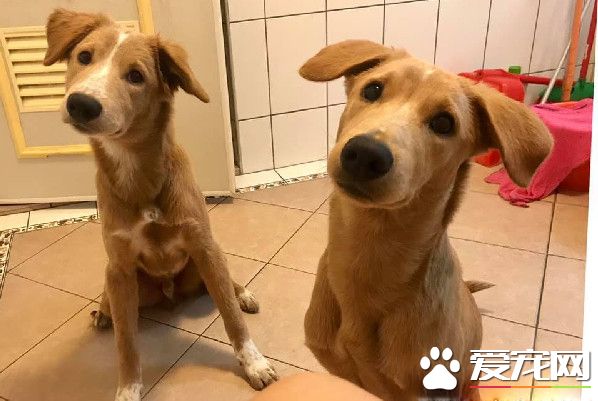 汪們厭倦陪蹲廁所 如今飼主獨自享受寂寞的滋味