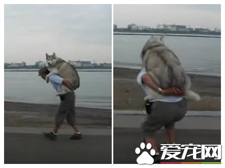 二哈散步到一半不肯走 向主人撒嬌要主人背