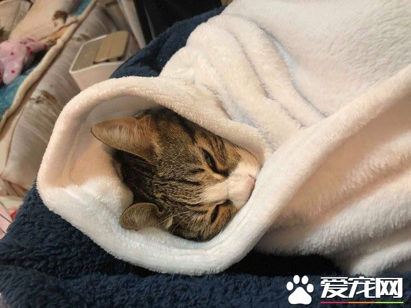 喵咪假裝綜藝摔討抱抱 碰瓷技巧超純熟！