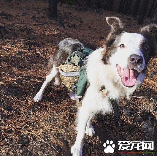 幫助生態復原 帶你見識一種新型態的工作犬