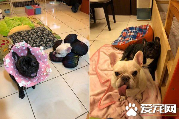 法斗兄弟散步回家 靠門睡吐舌變極致鳳眼