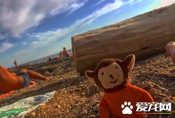 主人出門旅貓咪不舍主人 將愛心娃娃丟給主人