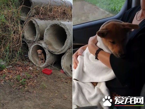 癱瘓小浪汪超親人 第一次被抱安心到睡著