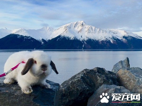背包客的好隊友 竟是一只熱帶護戶外運動的兔子